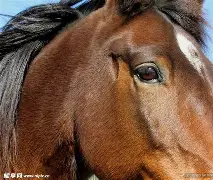 马拉加再次失利，保级境况堪忧的简单介绍