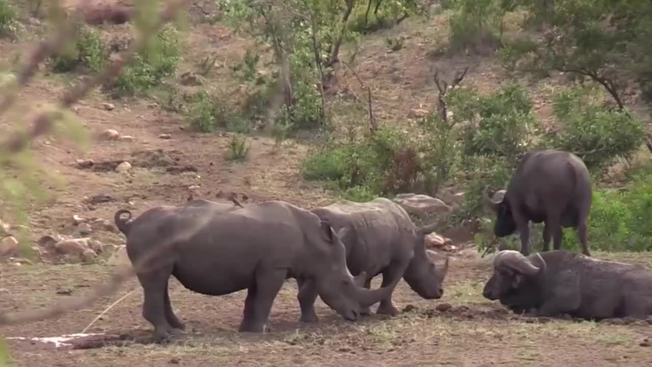 开云体育app-包含勒阿弗尔对阵南特：一场引人瞩目的较量即将上演的词条